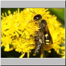 Ectemnius continuus - Grabwespe w01a 9mm mit Fliege - Sandgrube Niedringhaussee-det.jpg